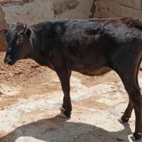 گوساله رشوکی ماده داشتی