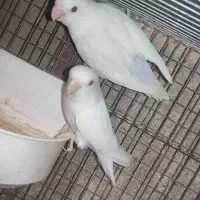 کوتوله برزیلی بوآل فالو خاص پسندان...