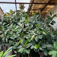 درخت فیتوس ۳۰ ساله