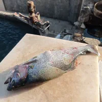 ماهی غزل باخوراک عالی