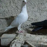 کبوتر سفید المانی ریش دم سفیذ