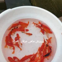 ماهی قرمزعید|ماهی|قم, تعویض پلاک|دیوار