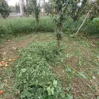 یونجه سبز