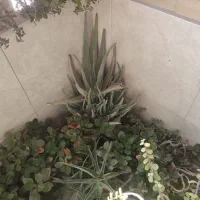 انواع گل و گیاه|گل و گیاه طبیعی|اصفهان, طامه|دیوار