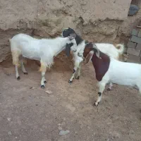 نربز