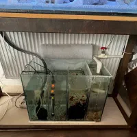 اکواریوم|ماهی|بردسکن, |دیوار