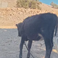 گاو و گوساله|حیوانات مزرعه|مسجد سلیمان, |دیوار