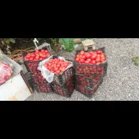 رب گوجه|خوردنی و آشامیدنی|رشت, آزادگان|دیوار