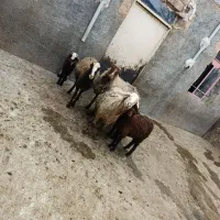 گوسفند میش بره