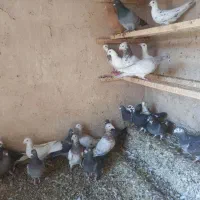 دورگ و پلاکی|پرنده|مبارکه, |دیوار