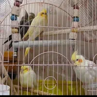 عروس هلندی + جوجه|پرنده|تهران, فردوس|دیوار
