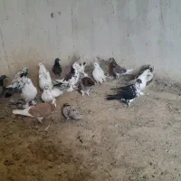 ۲۰عدد کفتر|پرنده|باروق, |دیوار