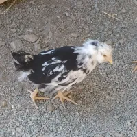 مرغ گلین با نیمچه گلین فروشی خروس هست مرغ گیر|حیوانات مزرعه|کهنوج, |دیوار