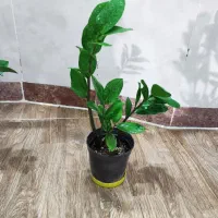 گل اپارتمانی