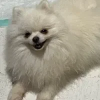 پامر نر ۲سر خرسی برای کشش با ماده شما