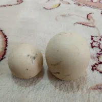 سنگ گرد