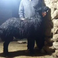 قوچ هیکلی ضمانتی