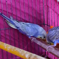 مرغ عشق ۳ عدد رینبو اصل بنفش ( رنگین کمانی )|پرنده|آبادان, |دیوار