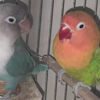 طوطی برزیلی|پرنده|قزوین, |دیوار