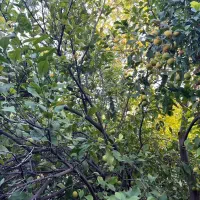 اجاره-باغ-مرکبات-با-بهترین-کیفیت