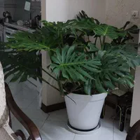 برگ انجیری مانسترای بزرگ|گل و گیاه طبیعی|اصفهان, کوی امام|دیوار