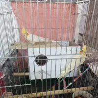 عروس هلندی|پرنده|کبودرآهنگ, |دیوار