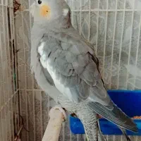 پرنده عروس هلندی ماده سیامون