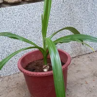 گل زیبا