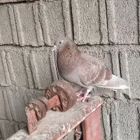 جوجه کبوتر|پرنده|برازجان, |دیوار