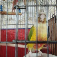 طوطی مولدگیرینچیک و عروس پاریس|پرنده|اهواز, منبع اب|دیوار