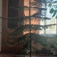 گل و گیاه