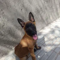 توله ی مالینیوز سه ونیم ماهه.ماده