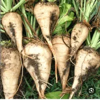 چغندر دامی فروشی