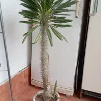 نخل ماداگاسکار