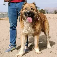 سگ نر|سگ|خمین, |دیوار