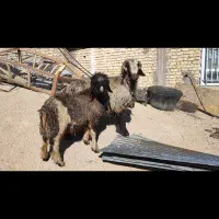 غوچ|حیوانات مزرعه|سپیدان, |دیوار