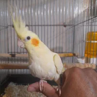 جوجه وعروس هلندی دستی