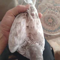 کبوتر غریب|حیوانات|رشت, بوسار|دیوار