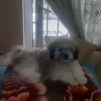 سگ شیتزوگراس ۸ماهه نر سالم