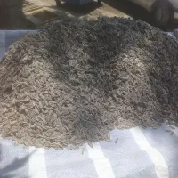 تخمه کانادایی درجه 1