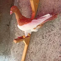 کبوترعطیقه