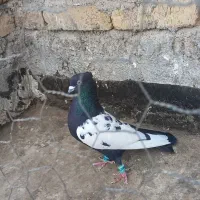 رنگه جفتگاه|پرنده|قوچان, |دیوار