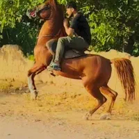 اسب نریون|اسب و تجهیزات اسب‌سواری|ضیاء آباد, |دیوار