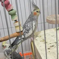 عروس هلندی ماده مولد