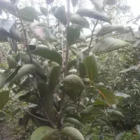 نهال خرمالو و ازگیل|گل و گیاه طبیعی|لاهیجان, لیل|دیوار