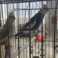 فروش ۳ عدد عروس هلندی بالغ آماده به کار|پرنده|قم, نوقطار|دیوار