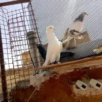 30تا کفتر رنگی هم بو نر مست ماده نداره به شرط