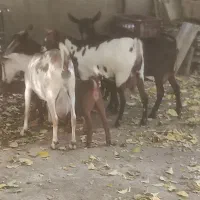 فروش بز صلاله بزغاله دار و ابستن|حیوانات مزرعه|آذرشهر, |دیوار