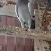 کبوتر سبز|پرنده|درمیان, |دیوار