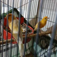 جفت‌قناری‌قرمز‌‌آماده‌بدونه‌جوجه